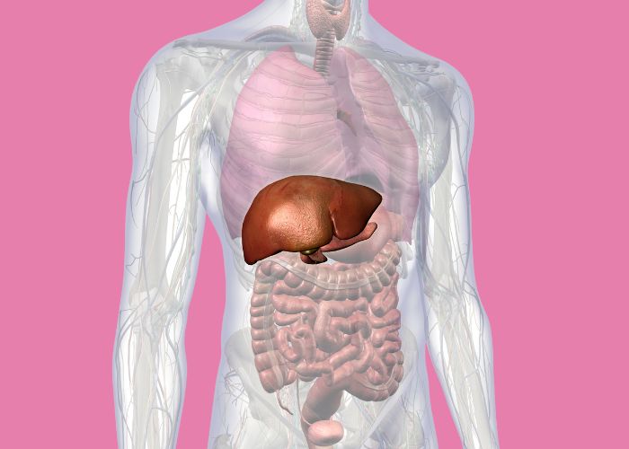 Grafische Darstellung der Leber in einem Menschen