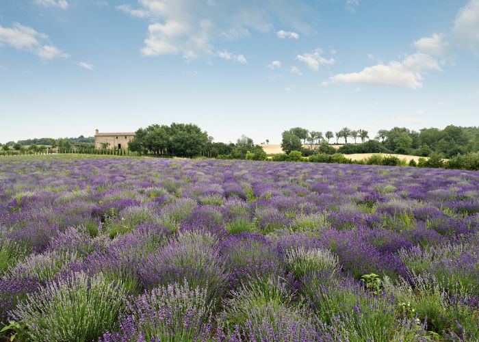 Lavendelfeld in der Toskana von Aboca