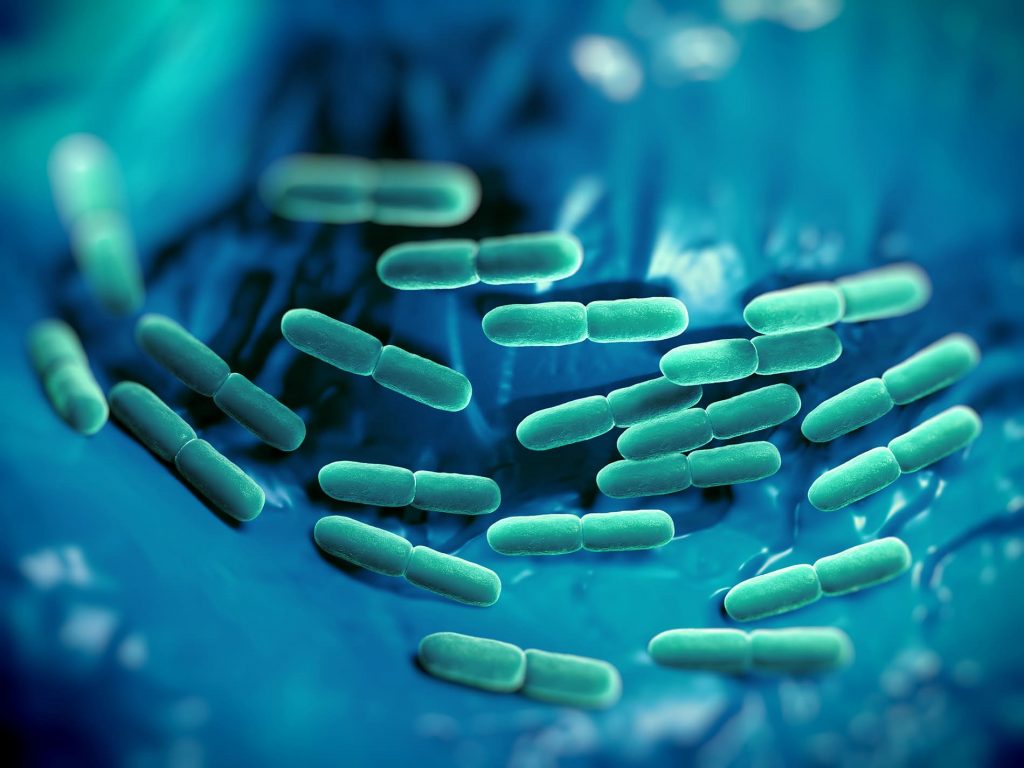 Probiotische Bakterien in Kombination mit Präbiotika werden Synbiotika genannt