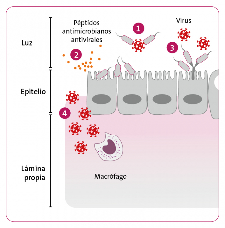 rol clave de las bacterias intestinales contra los virus omni biotic blog probioticos simbioticos