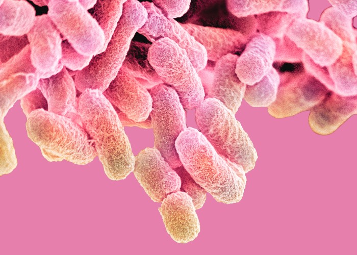 lactobacillus-fertilidad.