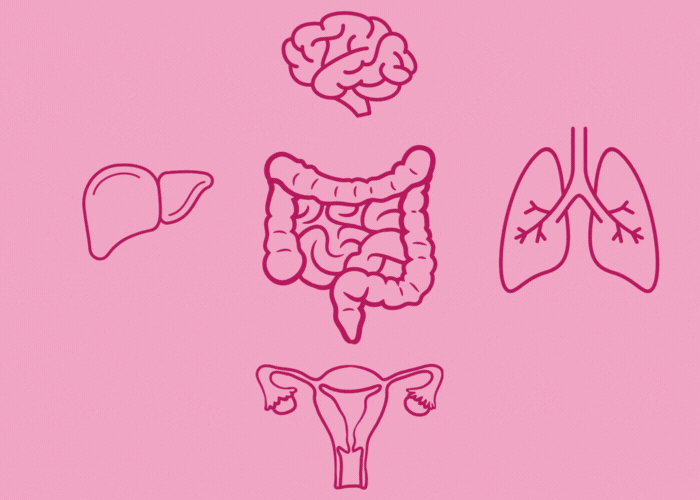 L’intestin et le système endocrinien : les liens avec la fertilité
