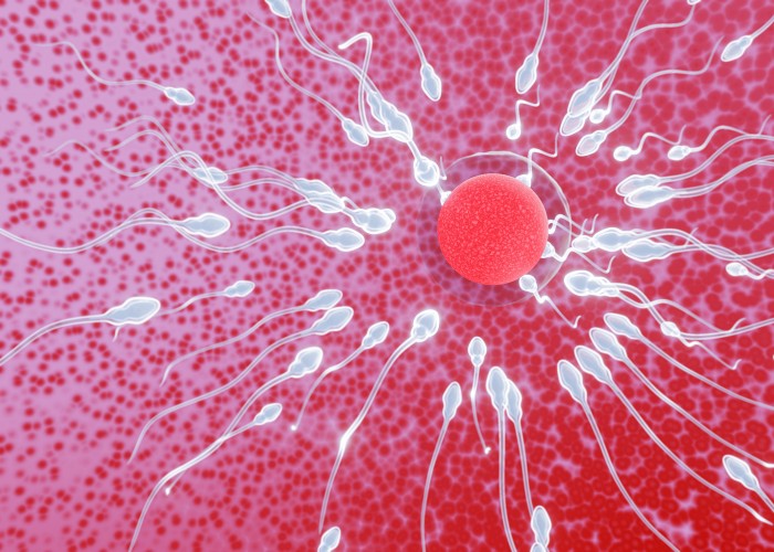 sperme qualite fertilite spermatozoides