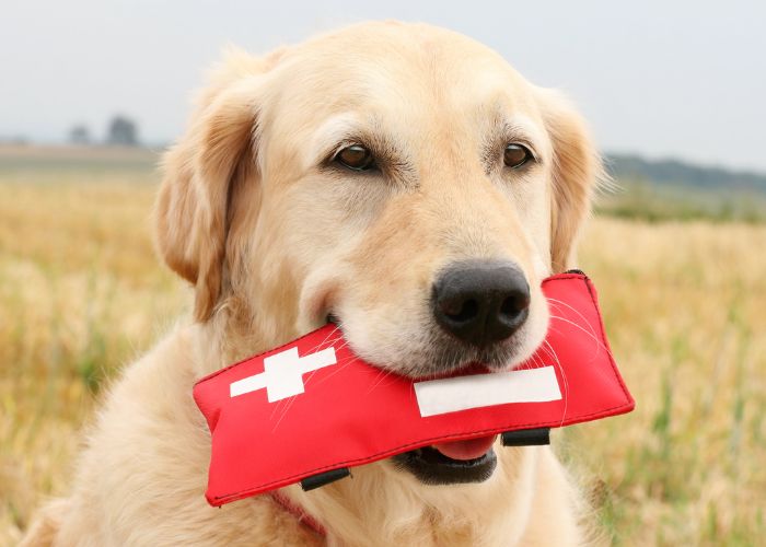 Partir en vacances avec son chien ou son chat : penser à la trousse de secours