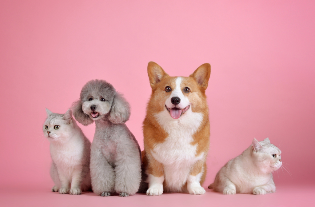 Probiotique chien et chat : découvrez OMNi-BiOTiC® CAT & DOG