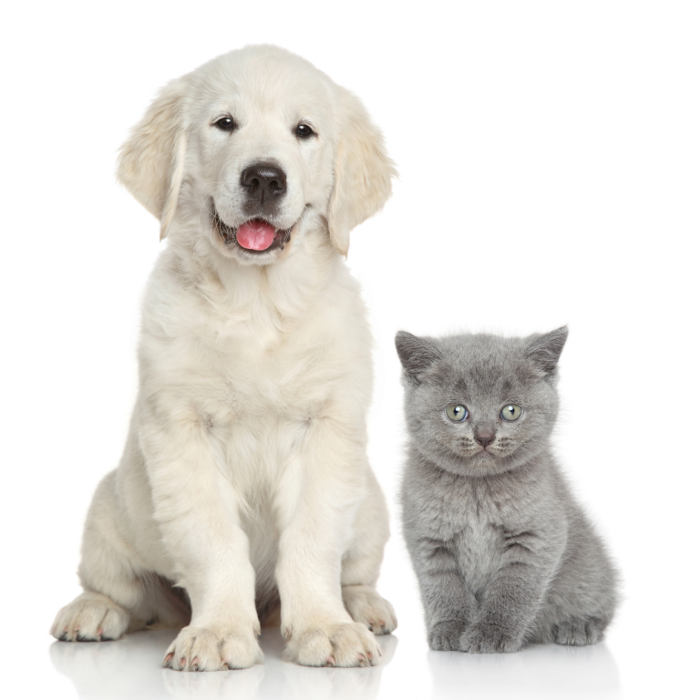 kutya hasmenés, macska probiotikum, kutya hasmenés ellen, kutya hányás hasmenés, hasmenés ellen, kutya, kutyák, macska, macskák, kutya probiotikum, probiotikum kutya