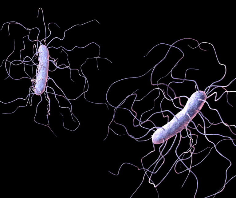 clostridium difficile